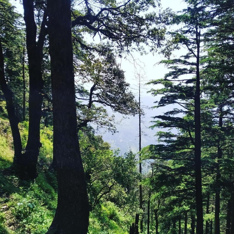 Shimla Pines Homestay Экстерьер фото