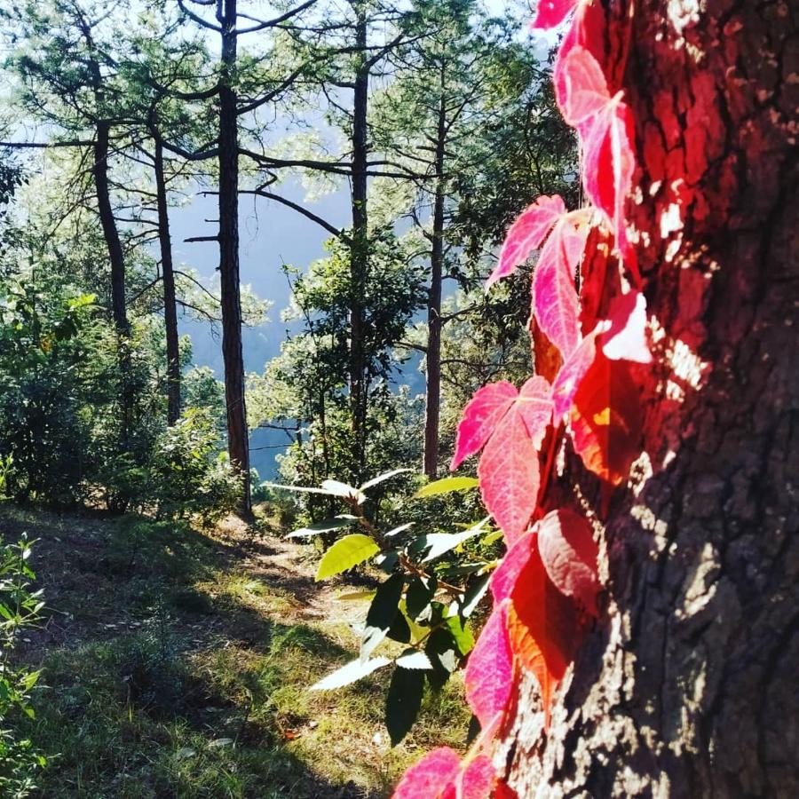 Shimla Pines Homestay Экстерьер фото